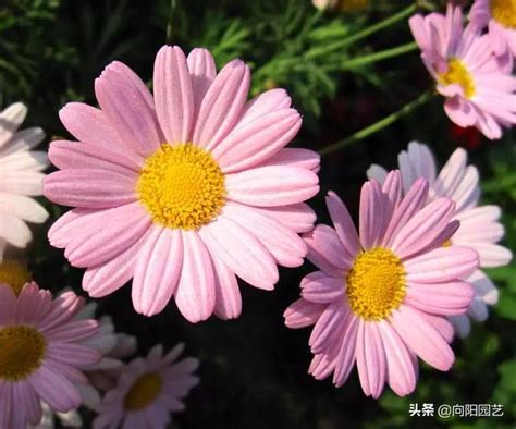 小雛菊發芽|【小雛菊 種植】驚艷！小雛菊優雅綻放，新手園藝也。